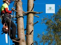 Sunshine Coast Arborist Tree Service image 4